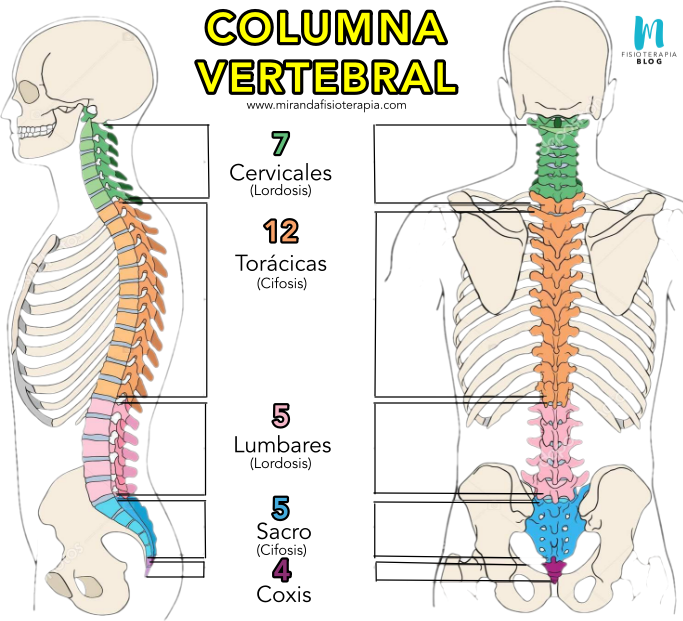 Generalidades de la columna Vertebral (1ra parte)