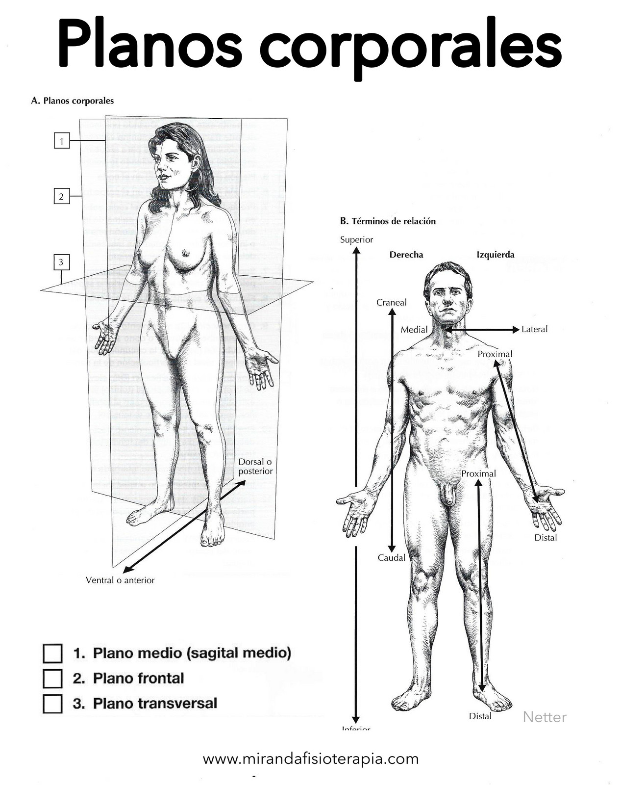 Para colorear de planos corporales