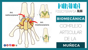 Complejo articular de la muñeca: articulación radiocarpiana y articulación mediocarpiana