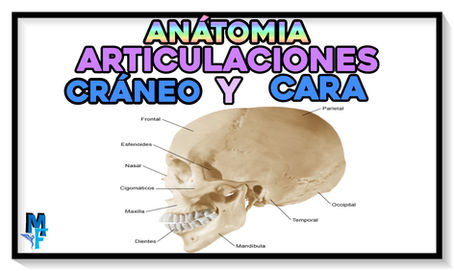 Articulaciones de cráneo y cara