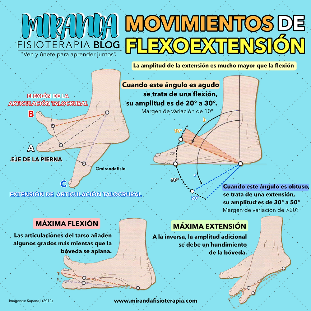 Flexo extensi n Y Complejo Articular Del Tobillo Flexo extensi n Y Complejo Articular Del Tobillo