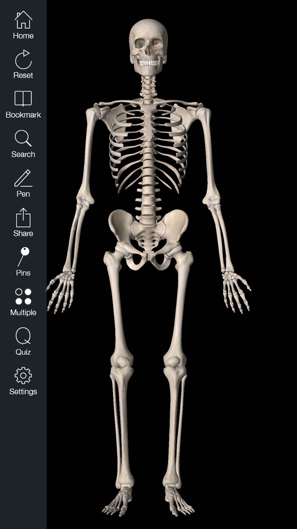 Essential Skeleton 4