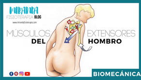 Músculos extensores del hombro
