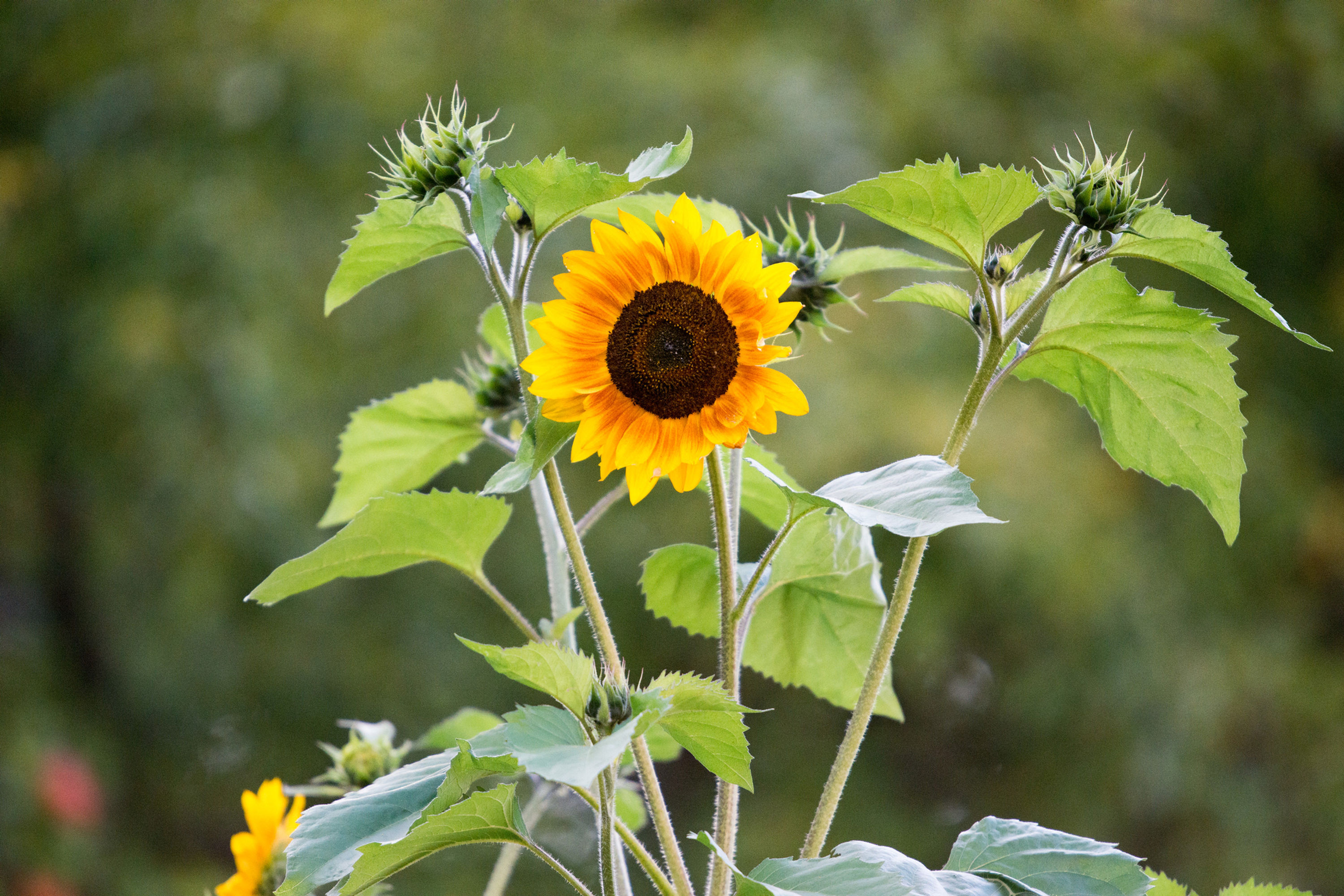 BT Sunflower Nr.: