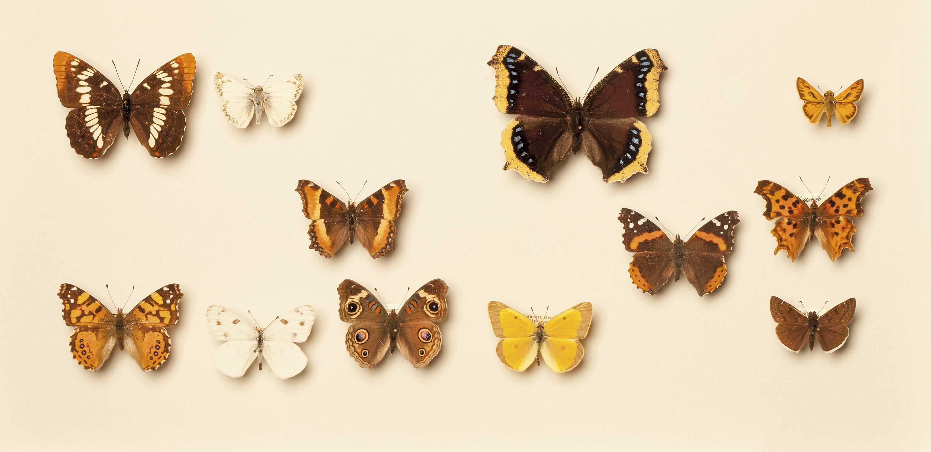 Schmetterlinge #44 by © Corbis/Rebecca Hale