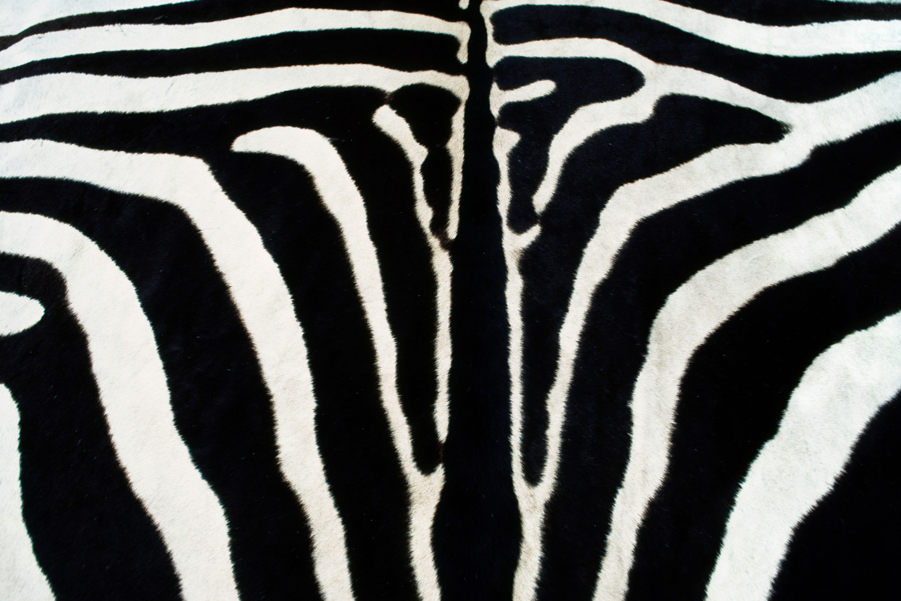 BT Zebra II Nr. 42-22992459