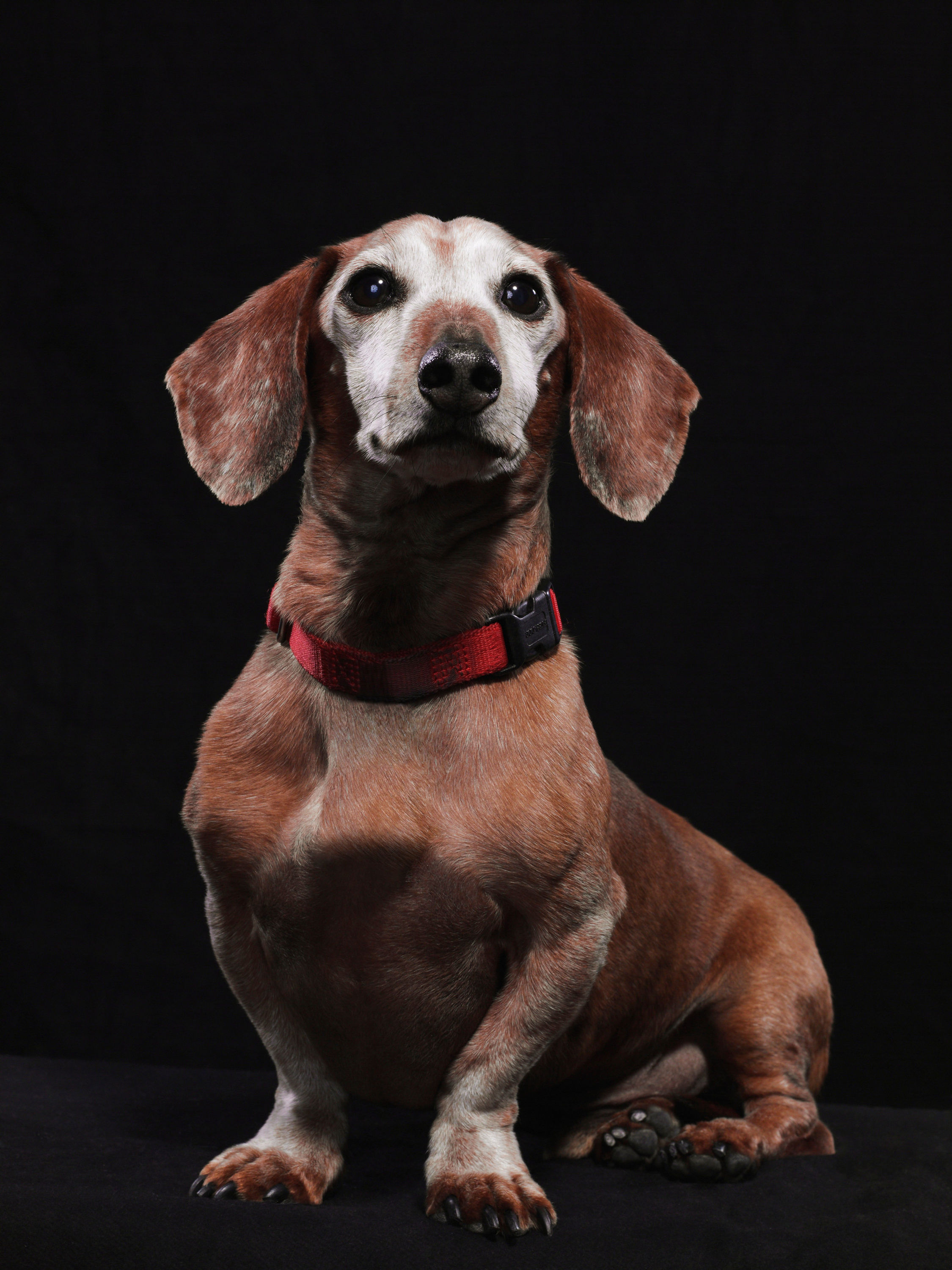 BT Dogs Nr. 42-19758660