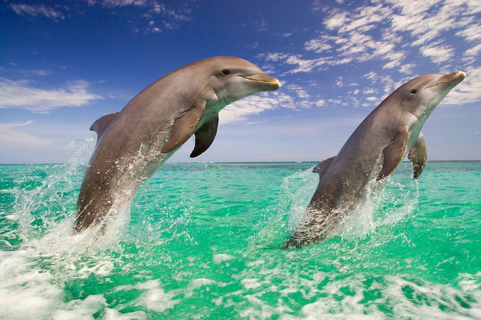 BT Delfin Nr. 42-17759876