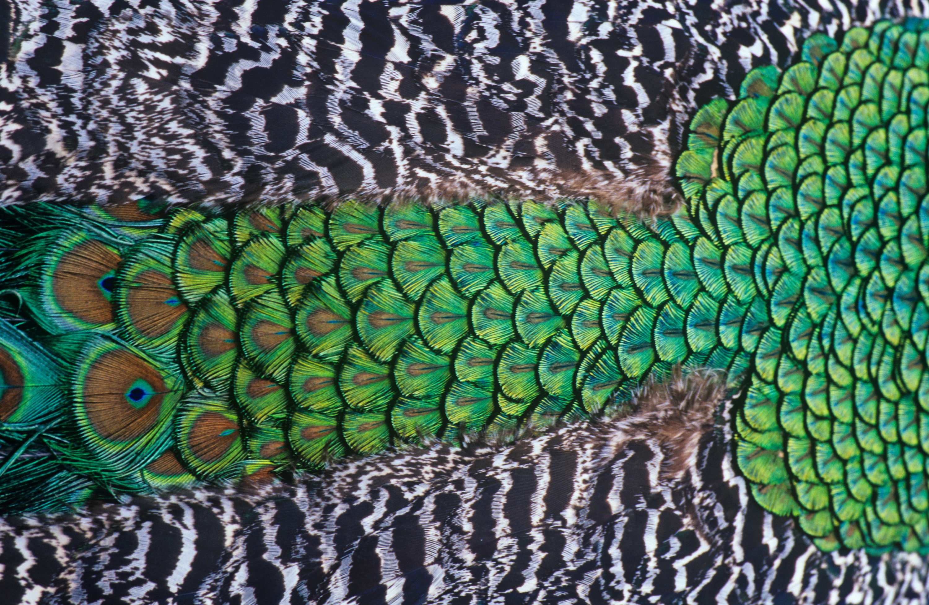 BT Pfau Nr. 42-25125466