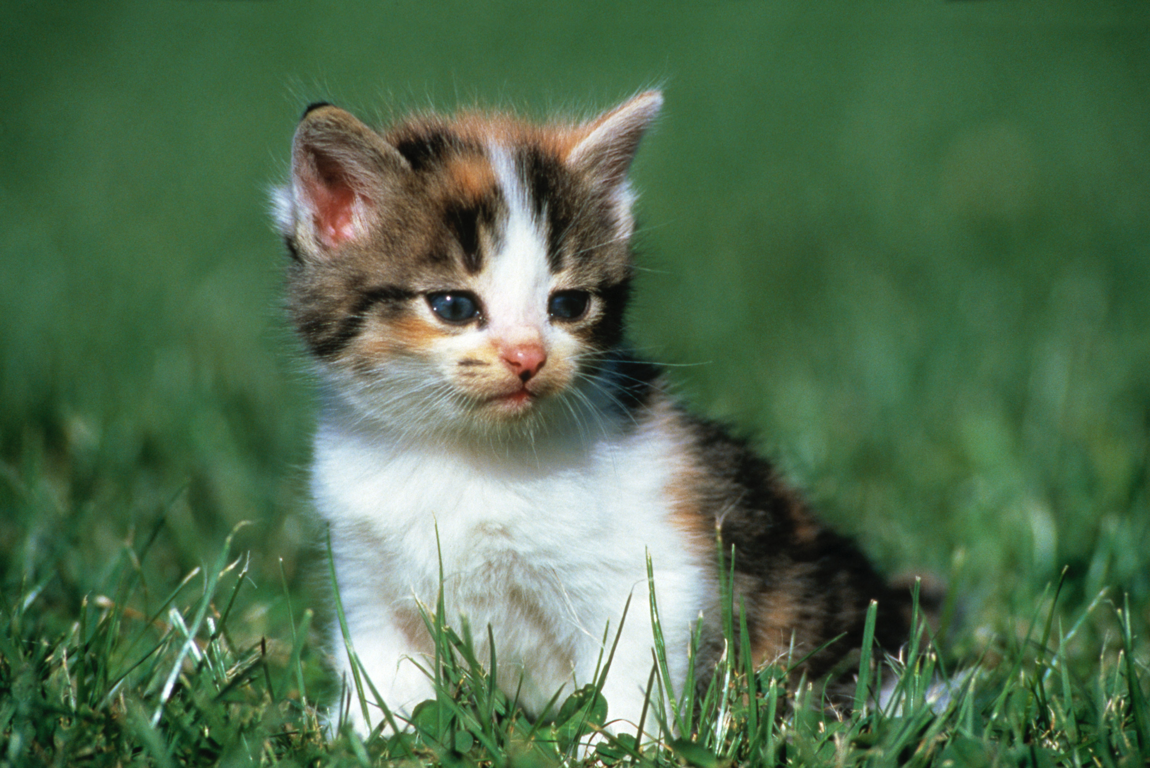 BT Cats Nr. 42-15407983