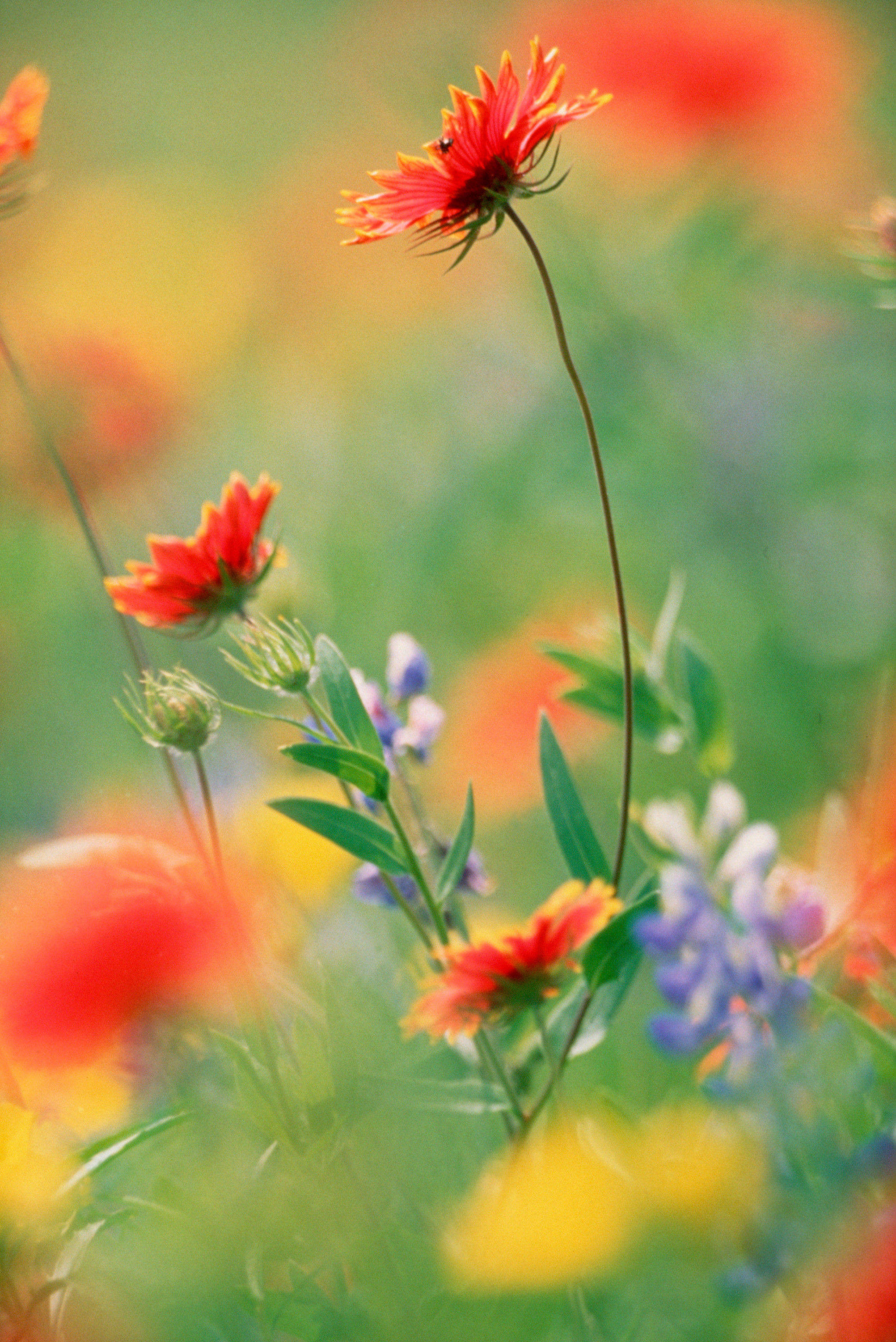 BT_WIESE Nr.: 173379