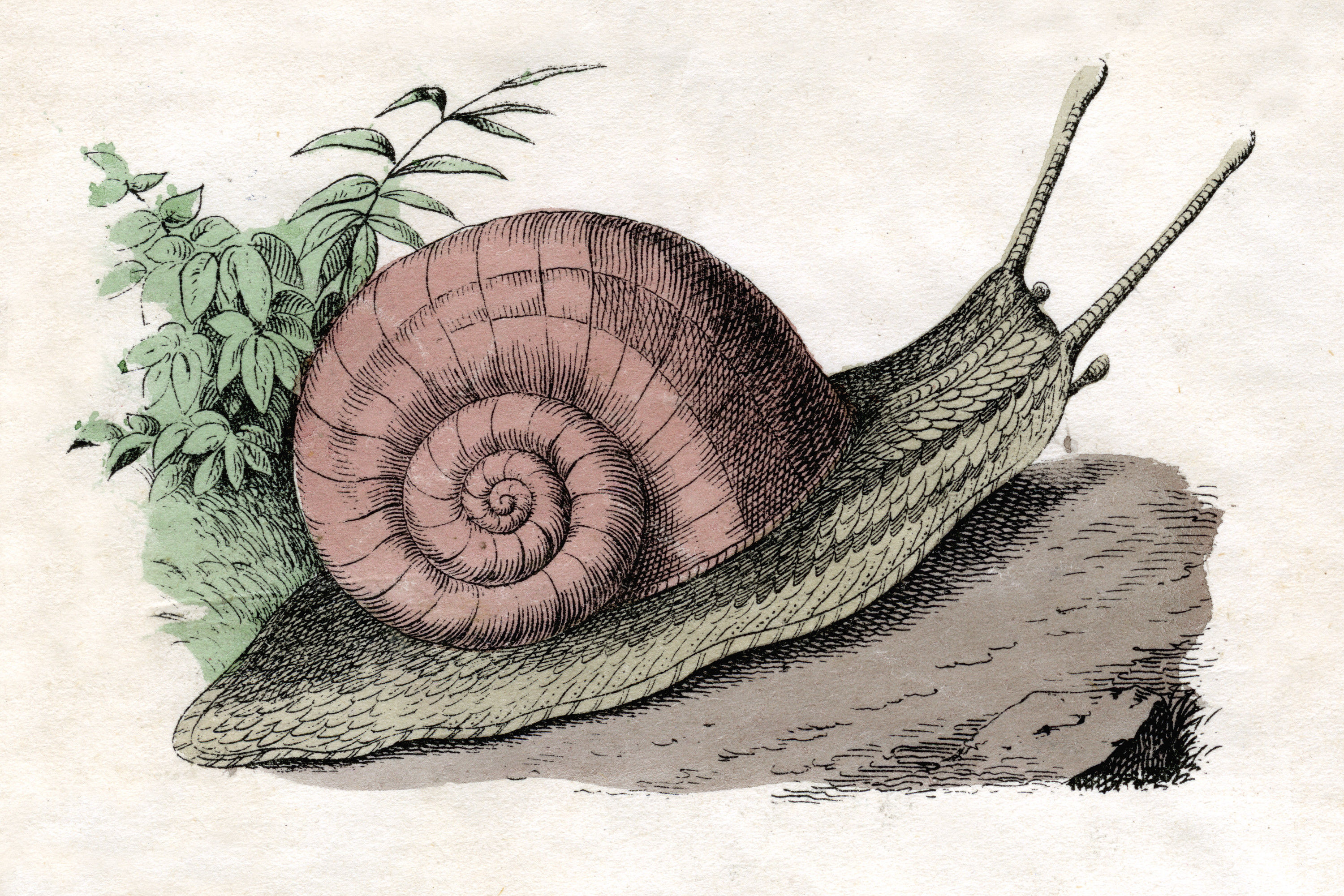 Animals-Zeichnungen #60 by © Corbis/© Corbis. All Rights Reserved.