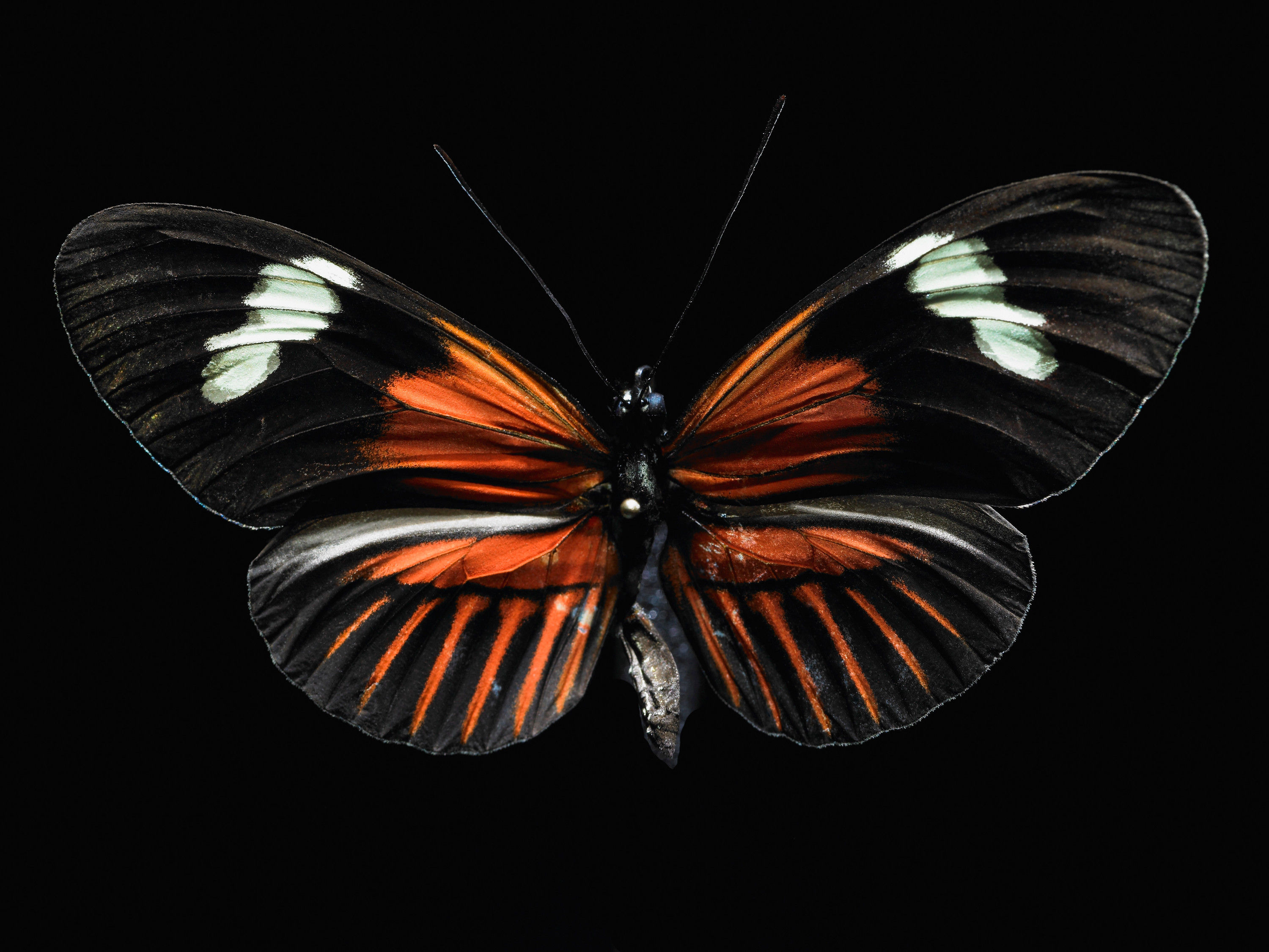 Schmetterlinge #74 by © Corbis/Sprint