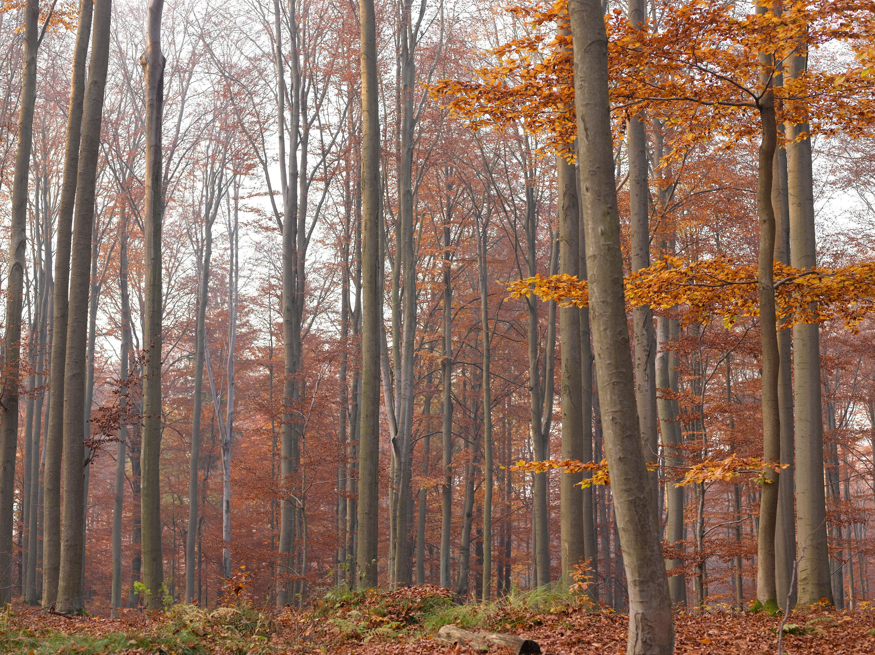 Herbstwald No. 19