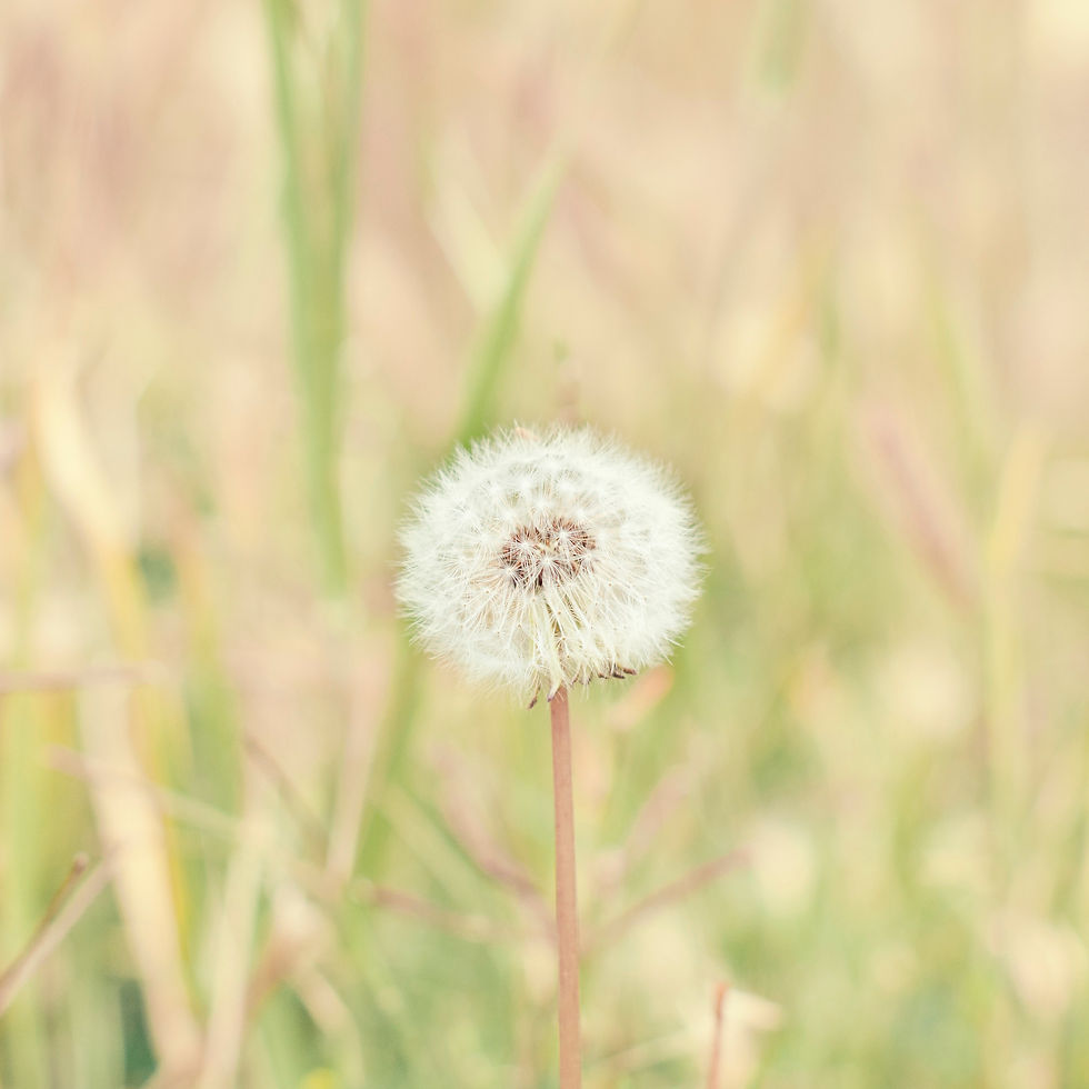 Miniaturbild: Pusteblume No. 12