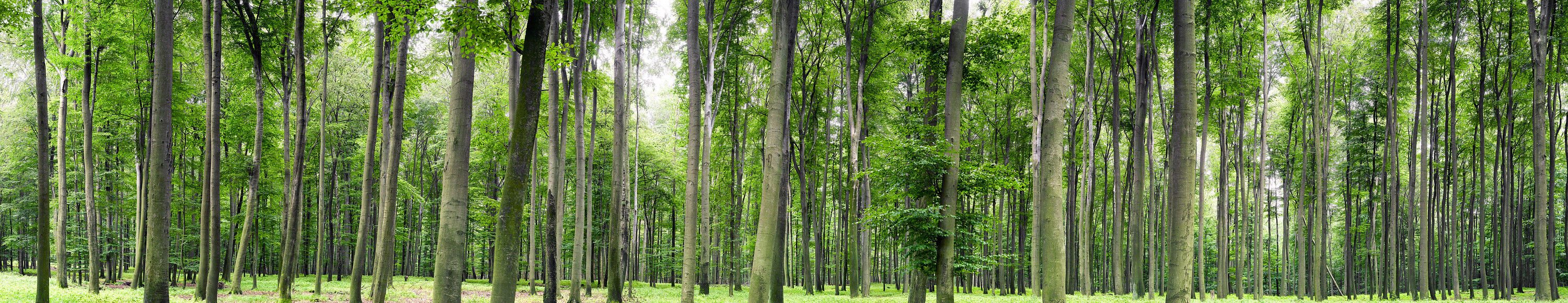 Wald Giga Panorama UHD No. 16