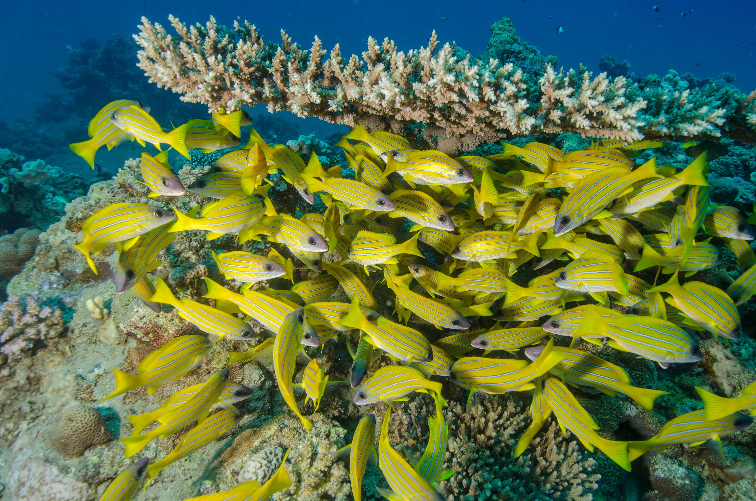 BT Fischschwarm Nr. 42-47412541