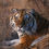 Miniaturbild: BT Tiger Nr. 42-16424263
