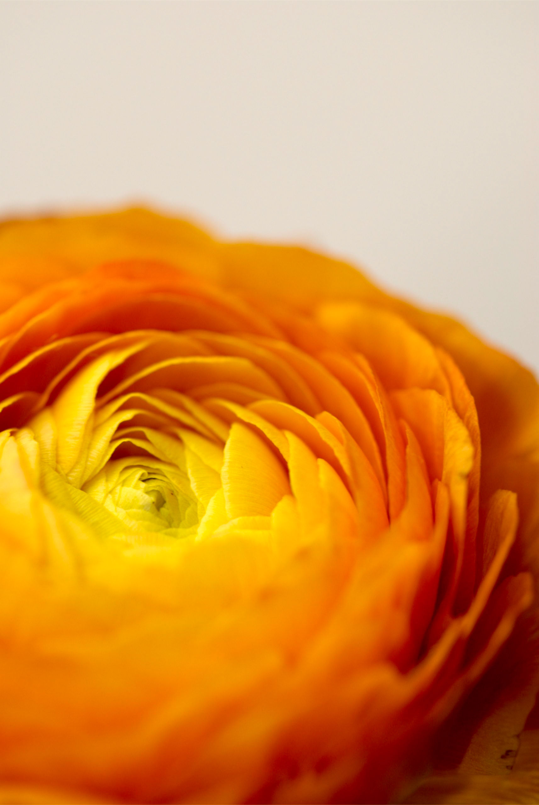 BT Flowers Orange No.