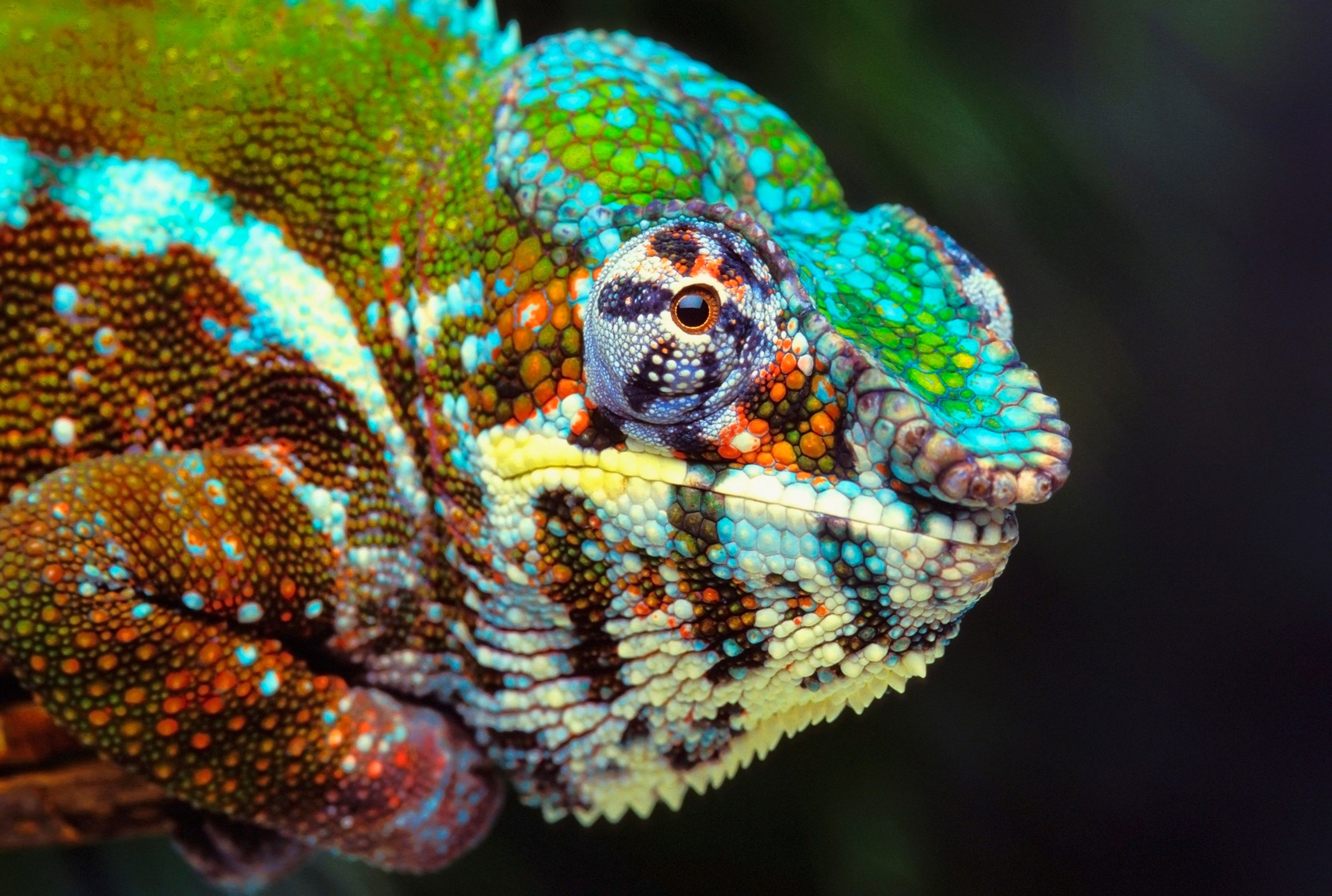 BT Animal Eyes Nr. 42-50087417