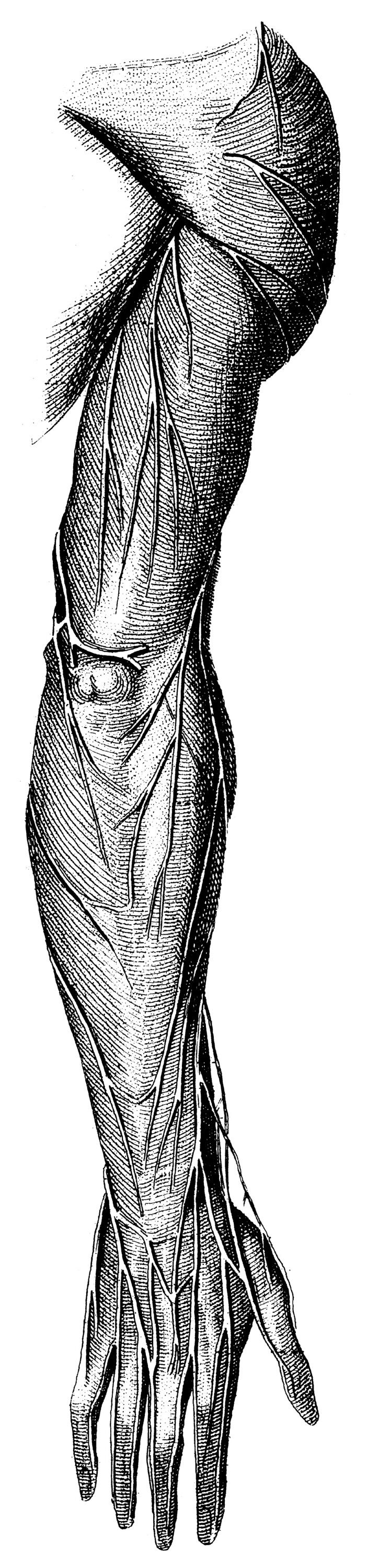Human Body No. 15
