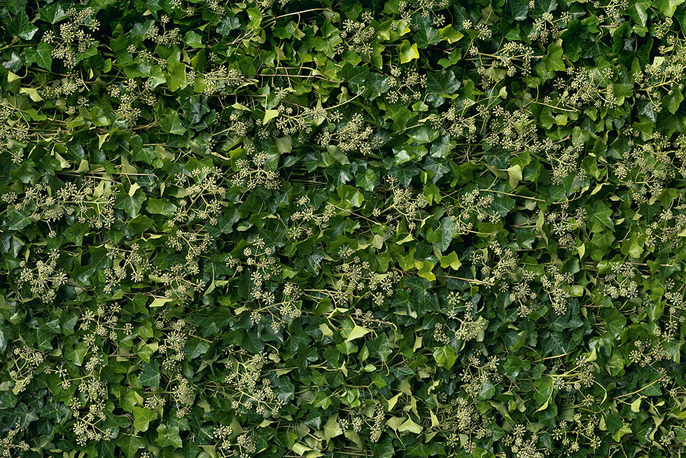 Thumbnail: Nature Texture No. 36