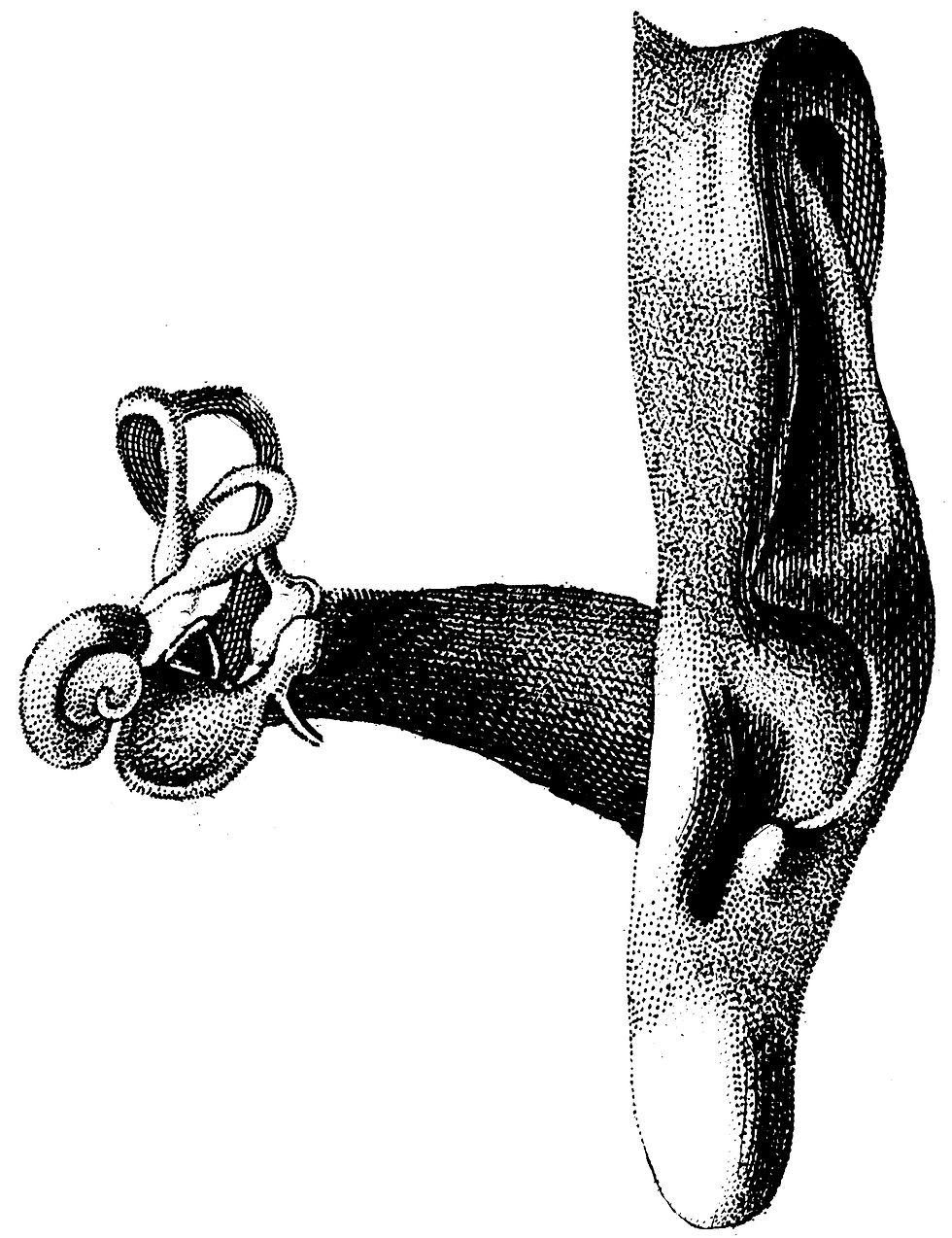 Human Body No. 14