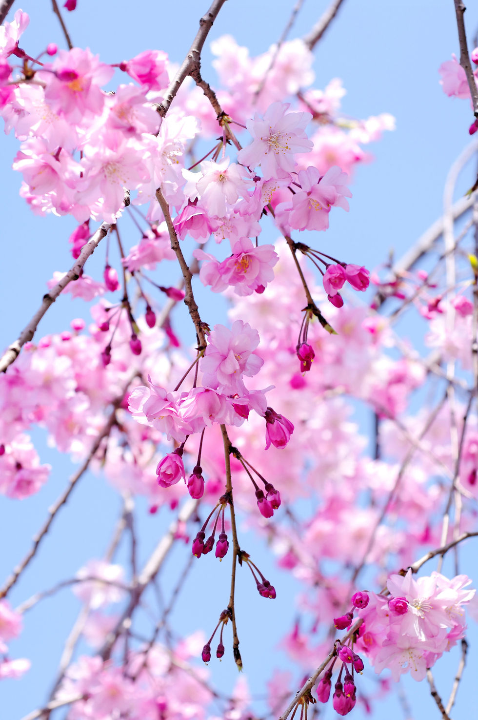 BT Kirschen Nr. 42-29157318