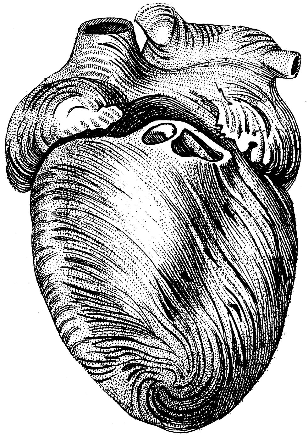 Human Body No. 100