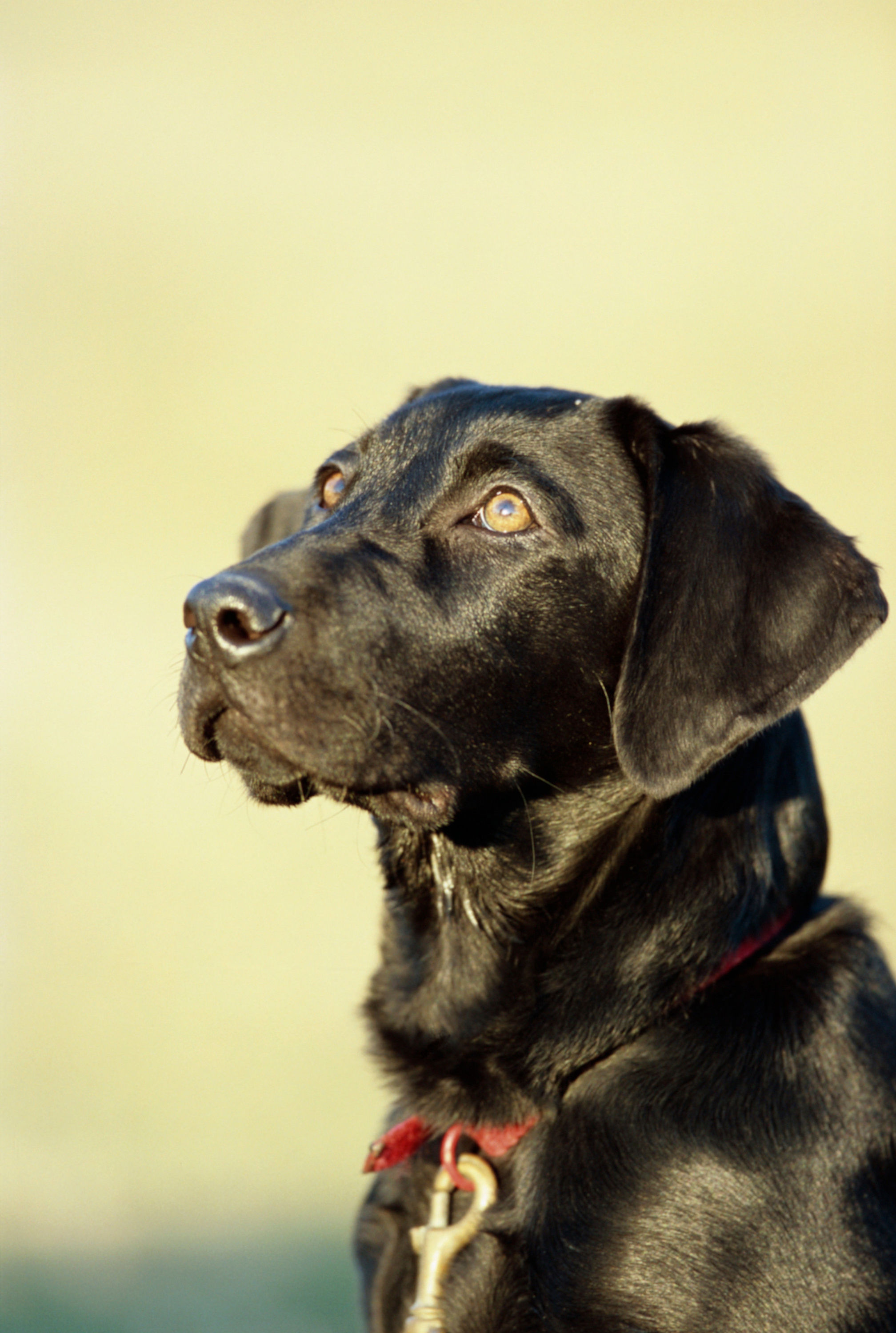 BT Dogs Nr. 42-15162154