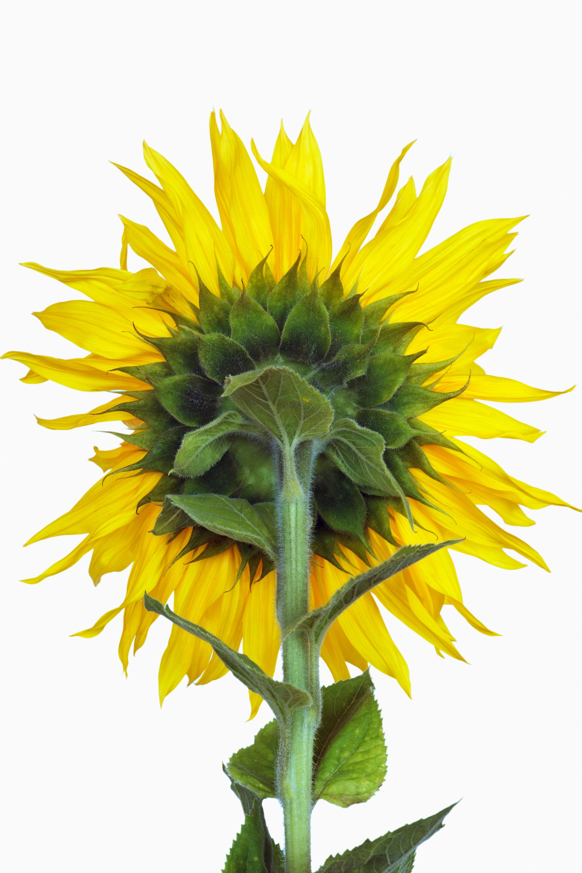 BT Flower Studie II Nr.: 42-25334519