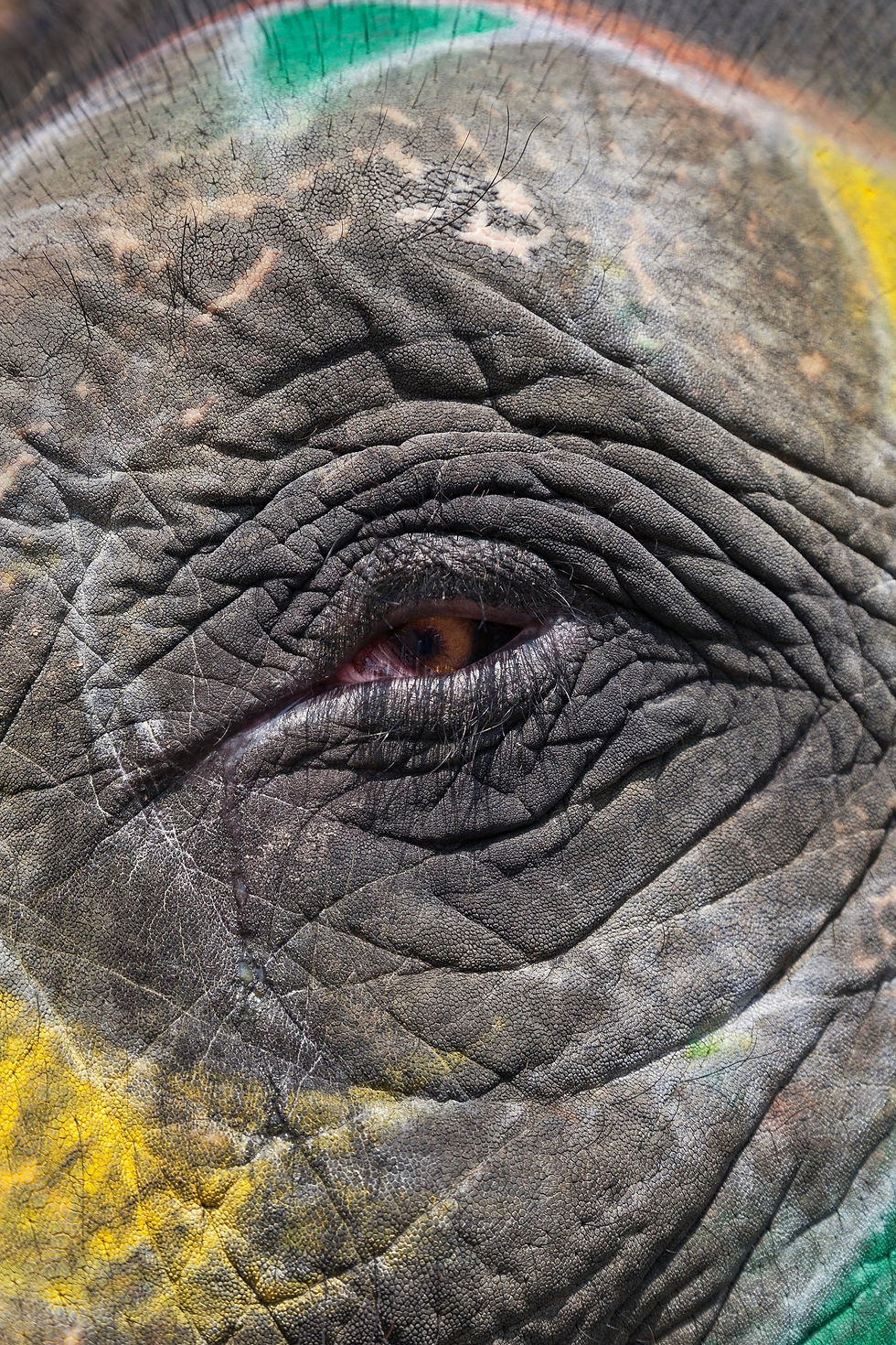 Thumbnail: BT Animal Eyes Nr. 42-35111852