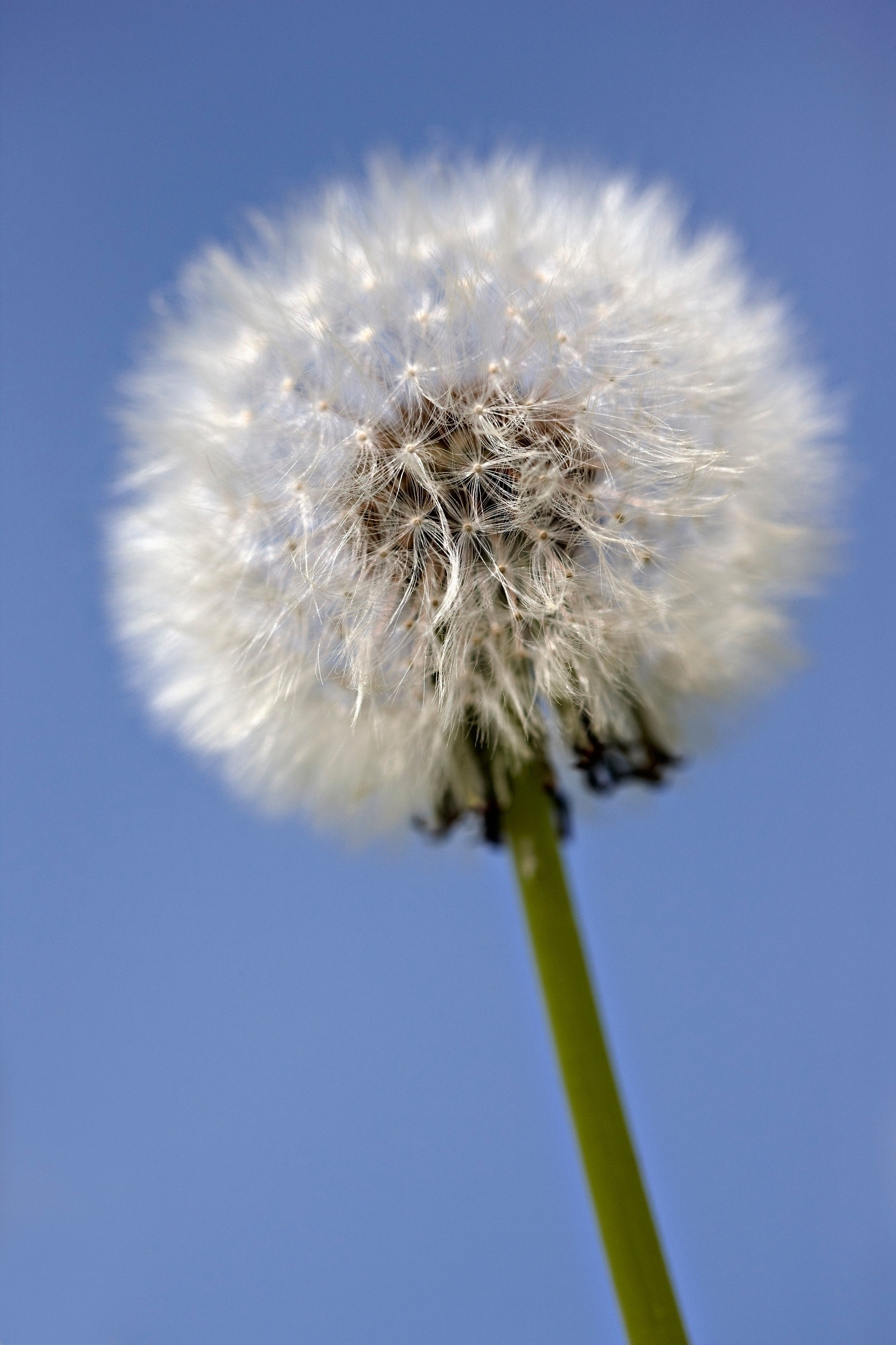 Pusteblume No. 26