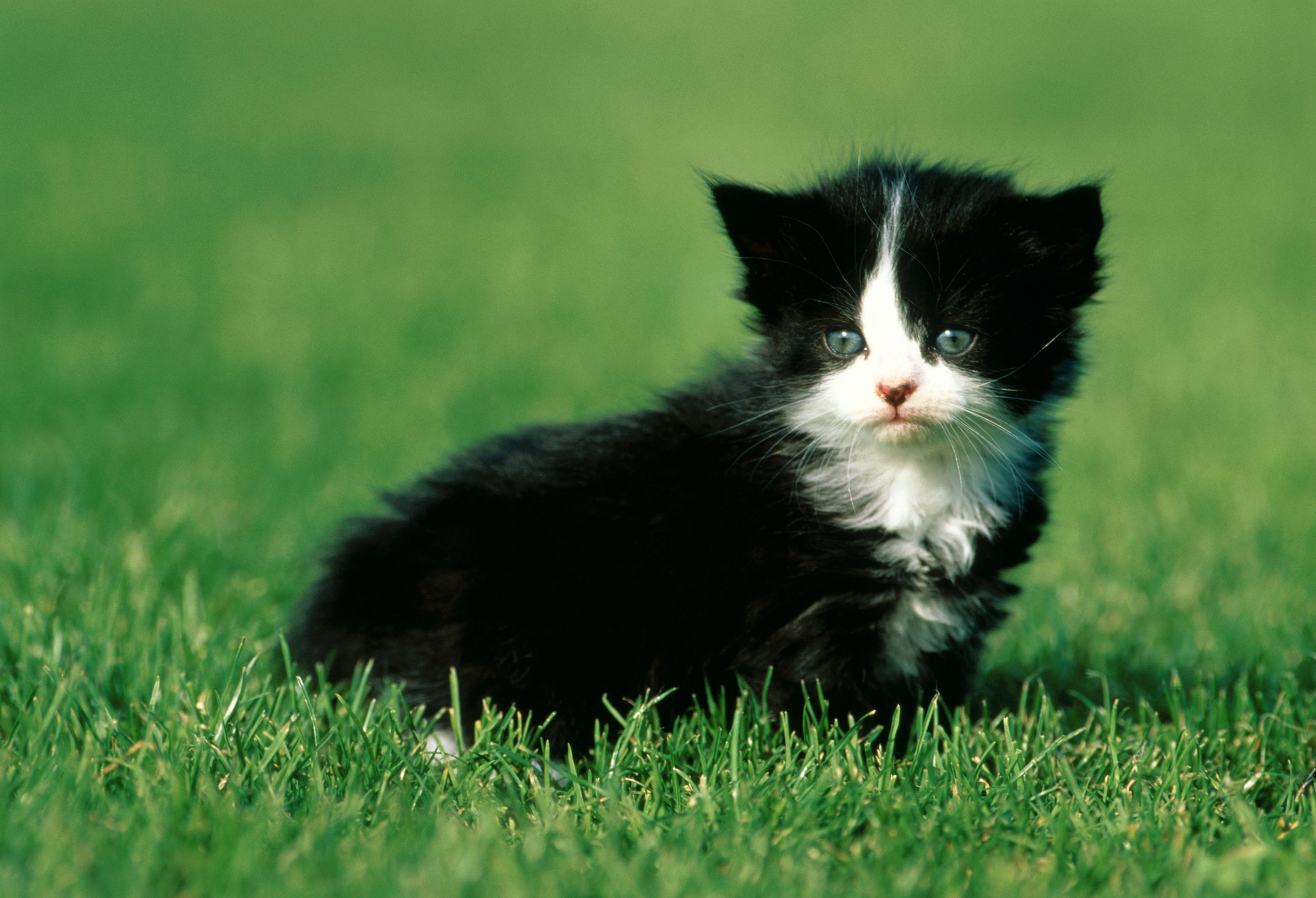 BT Cats Nr. 42-15262649