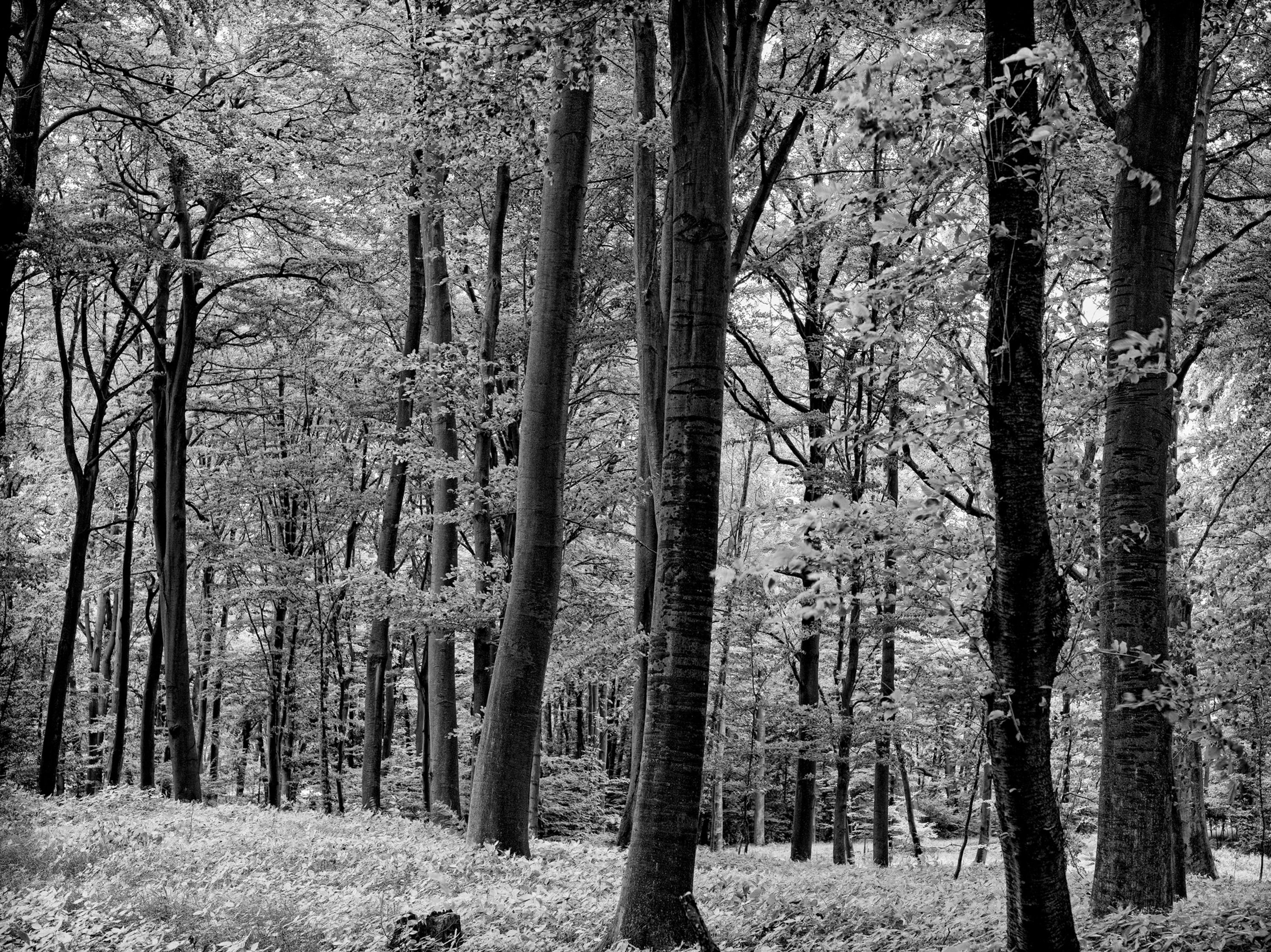 Buchenwald SW No. 20