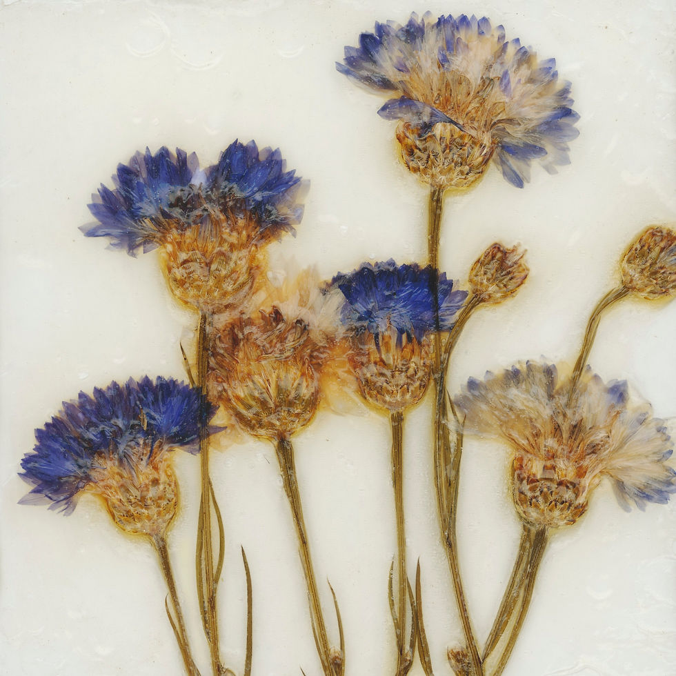 Thumbnail: Trockenblumen No. 11