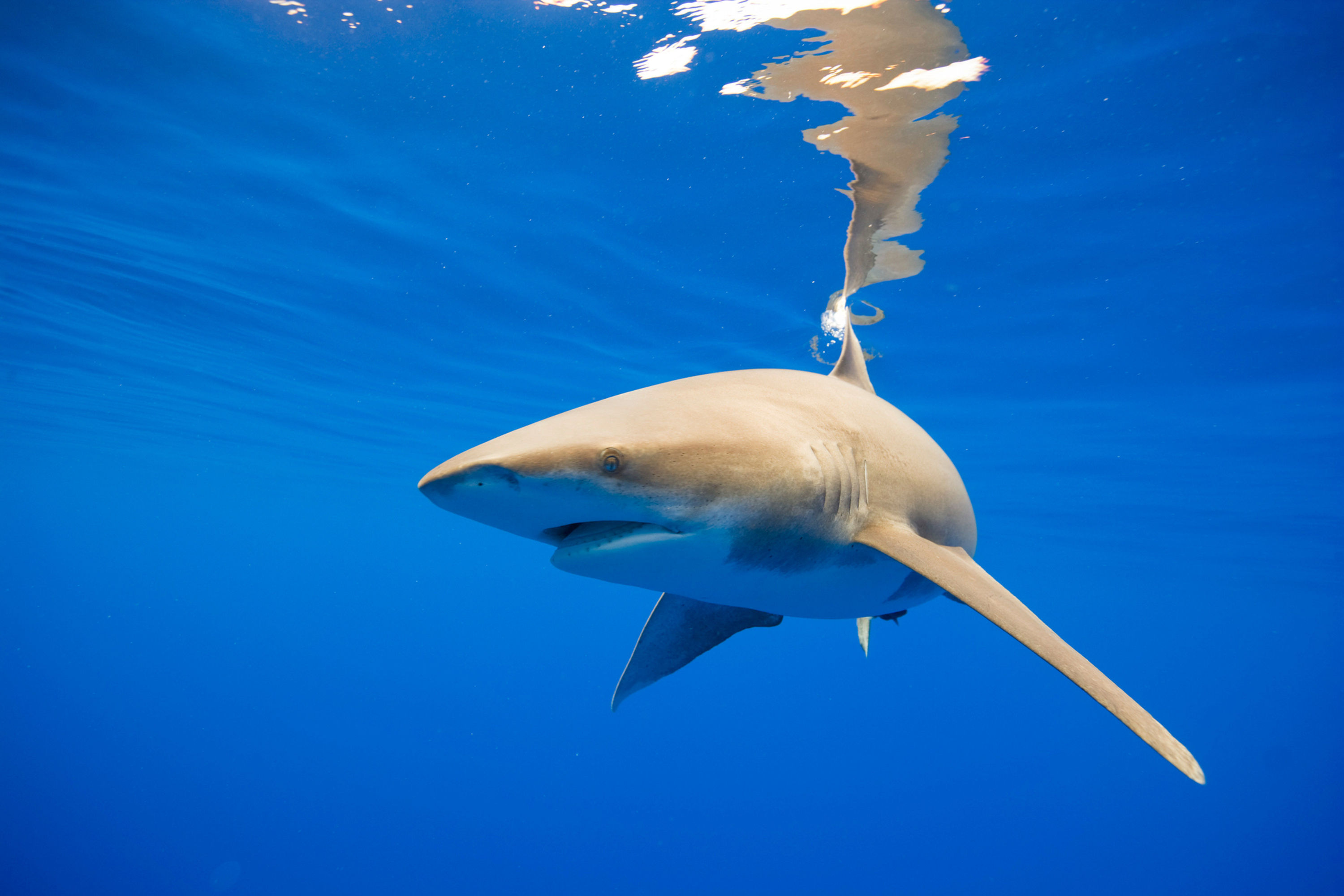 BT Hai Nr. 42-20753861