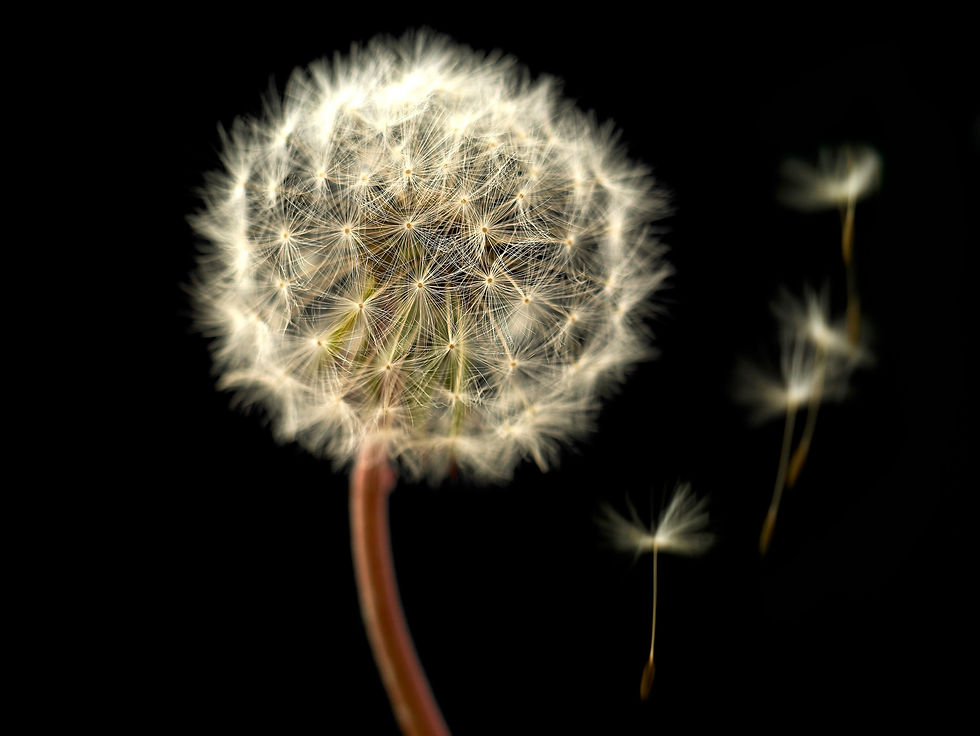 Miniaturbild: Pusteblume No. 19