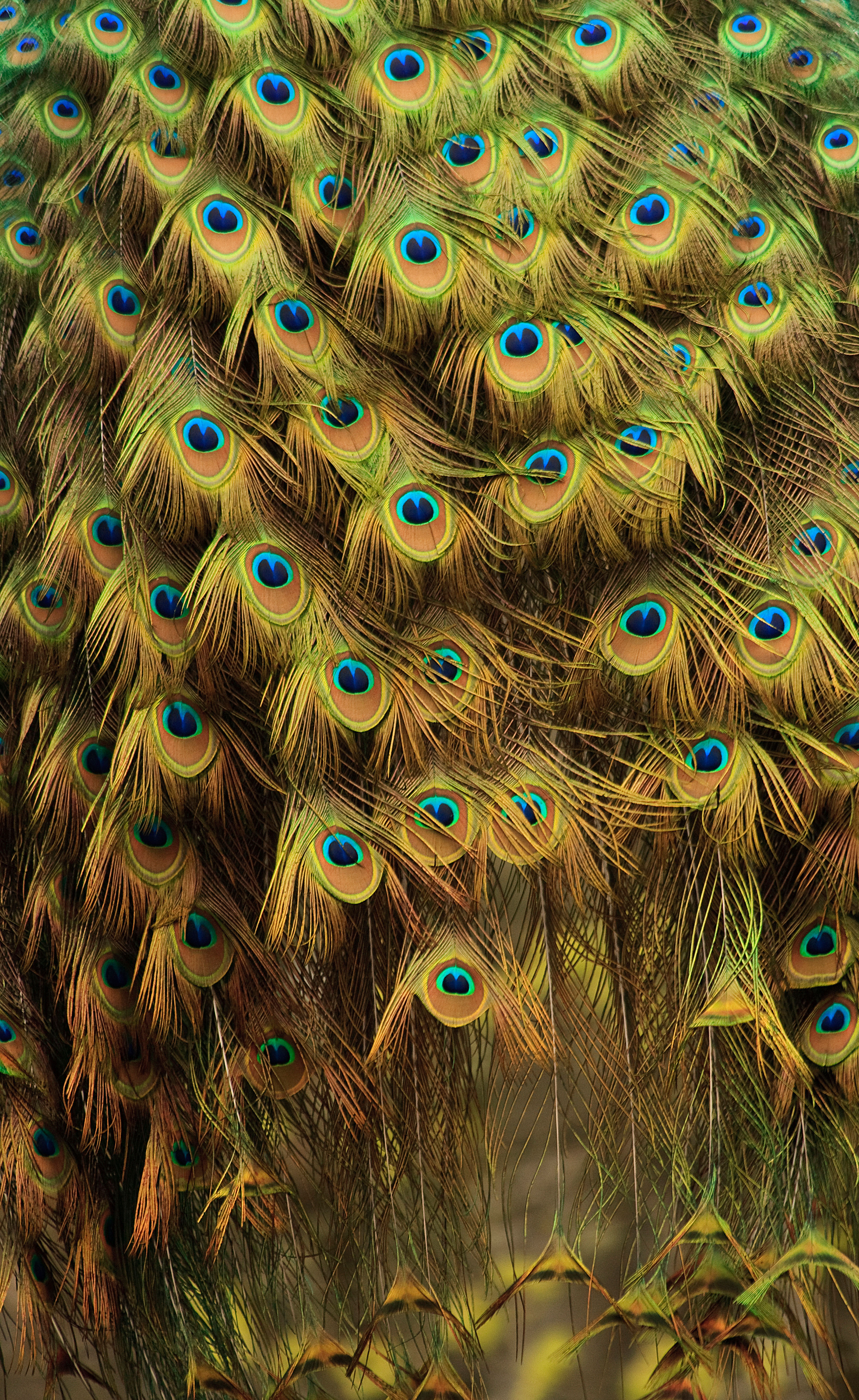 BT Pfau Nr. Digital