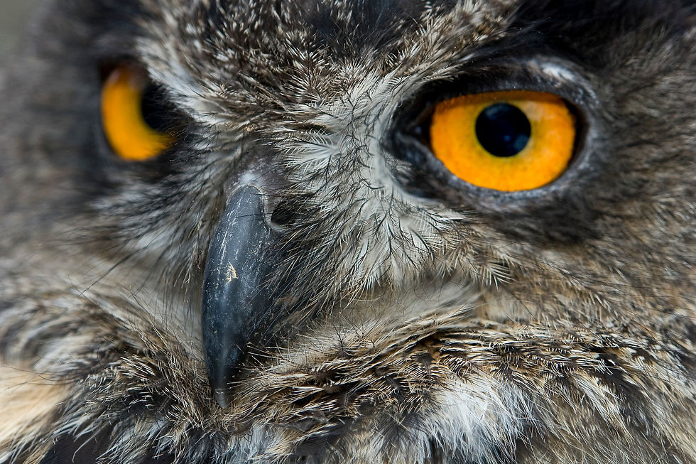 Miniaturbild: BT Animal Eyes Nr. 42-30386852