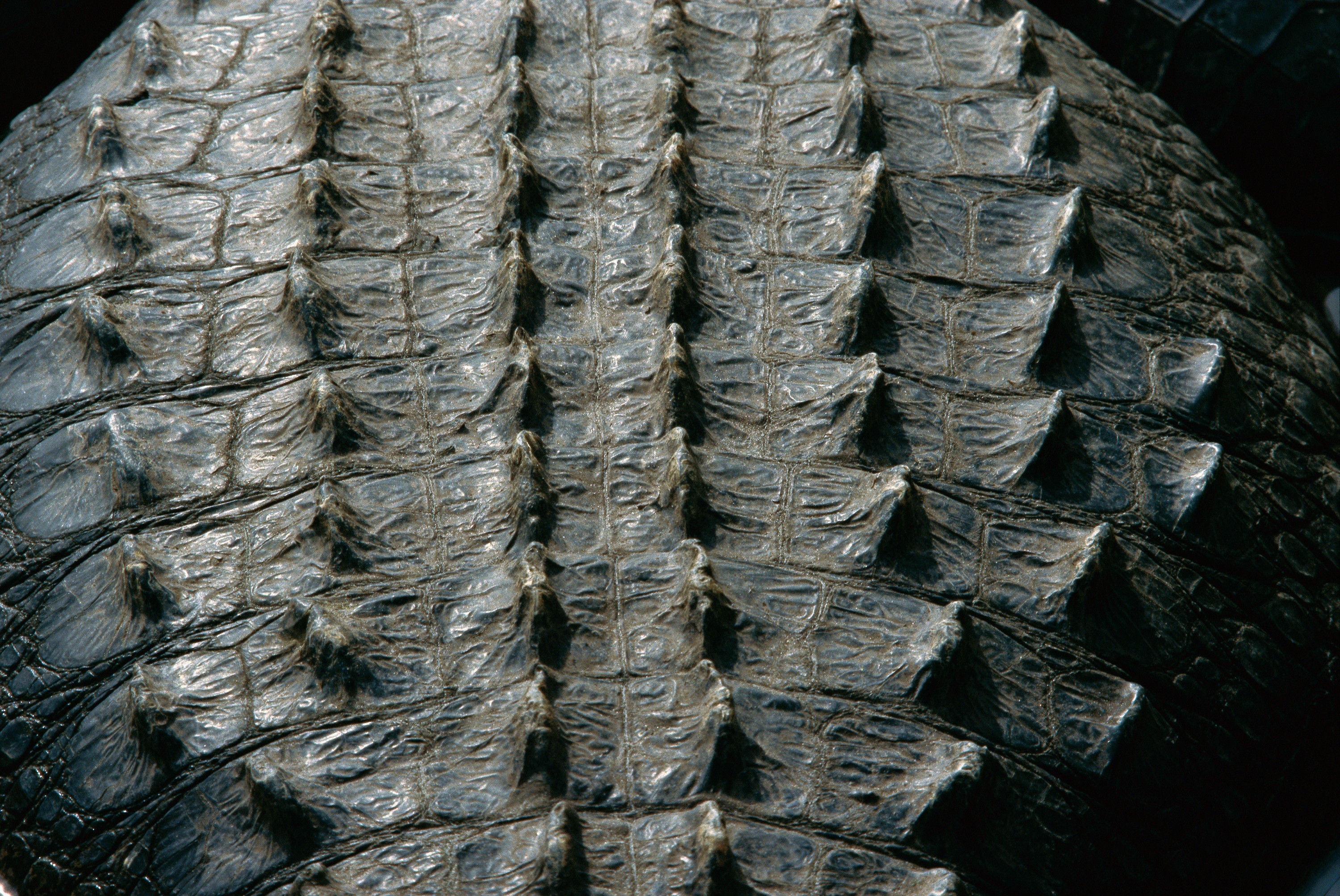 BT Krokodil Nr. 240588