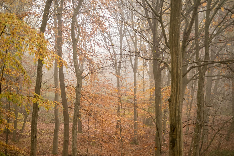 Thumbnail: Herbstwald No. 37