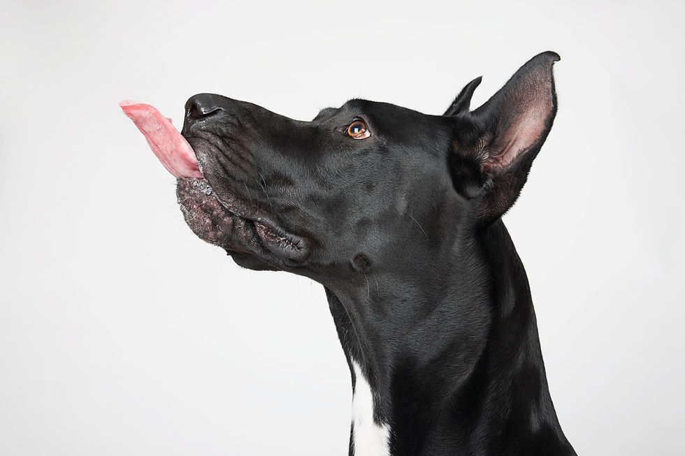 Miniaturbild: BT Dogs Nr. 42-21636961