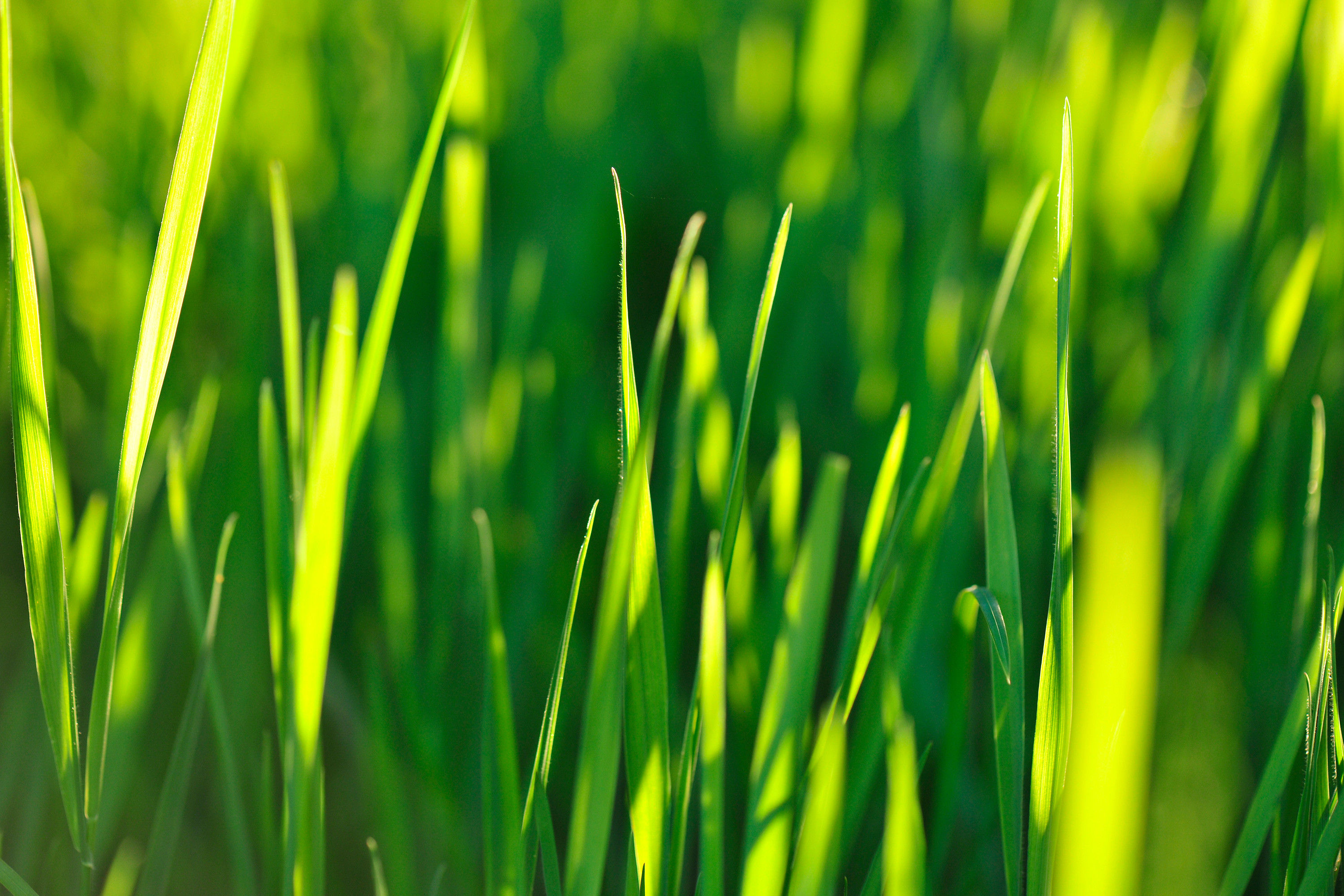 Gras III No. 49