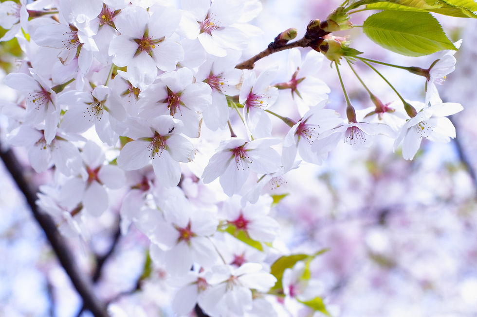 Thumbnail: BT Sakura Nr.