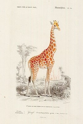 Animals-Zeichnungen #80 by © Corbis/Michael Maslan