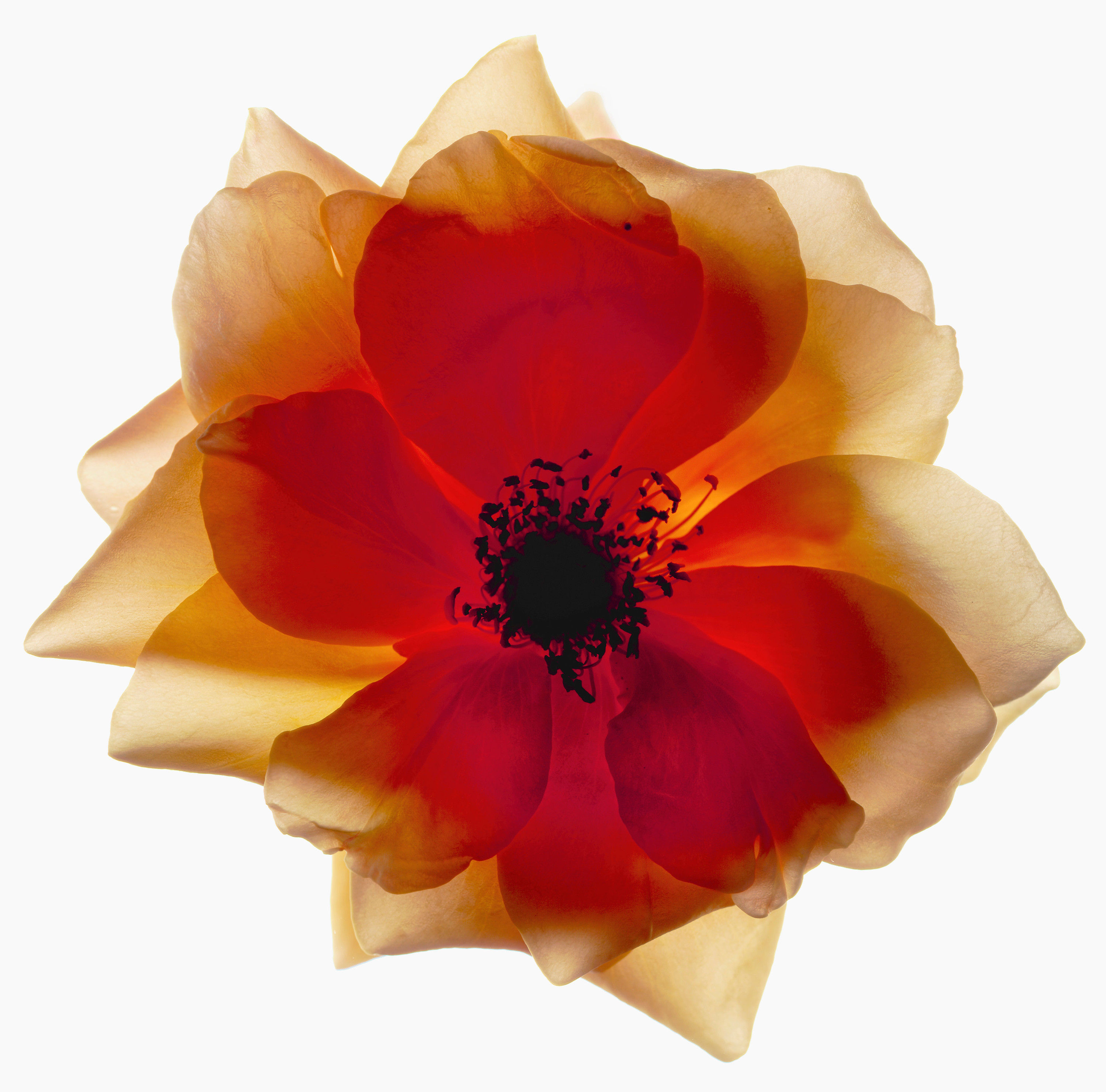 BT Flower Studie Nr.: 42-21778875