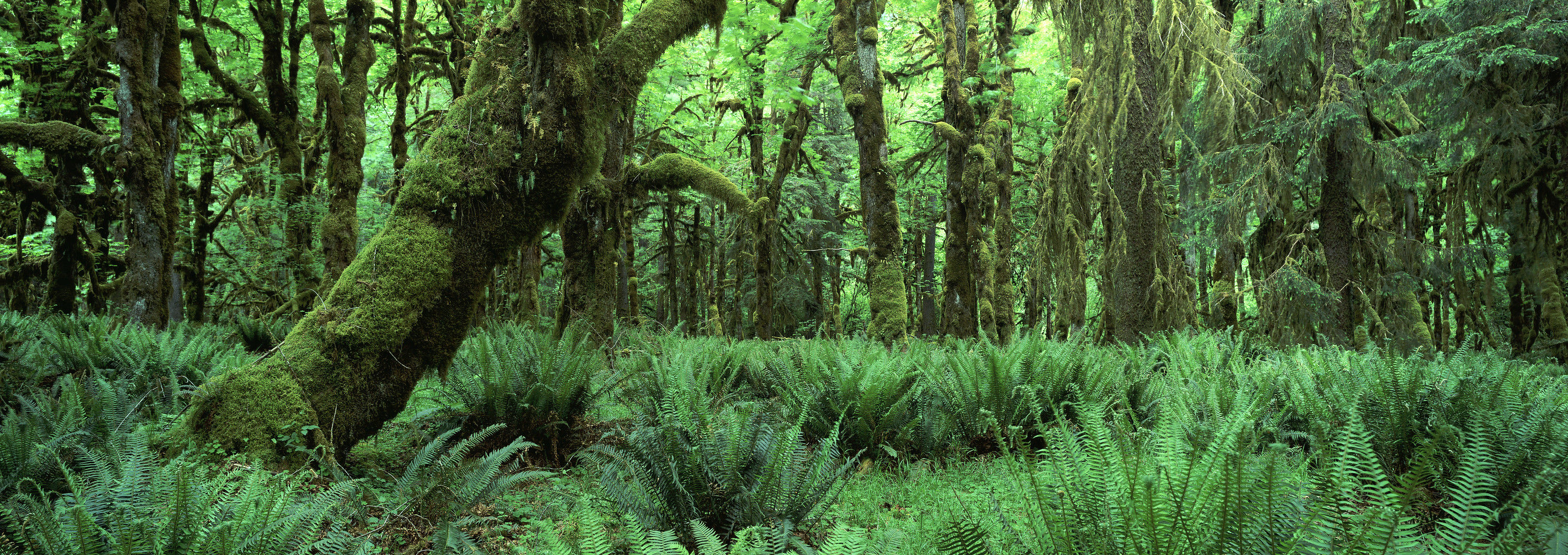 Dschungel Panorama No. 3