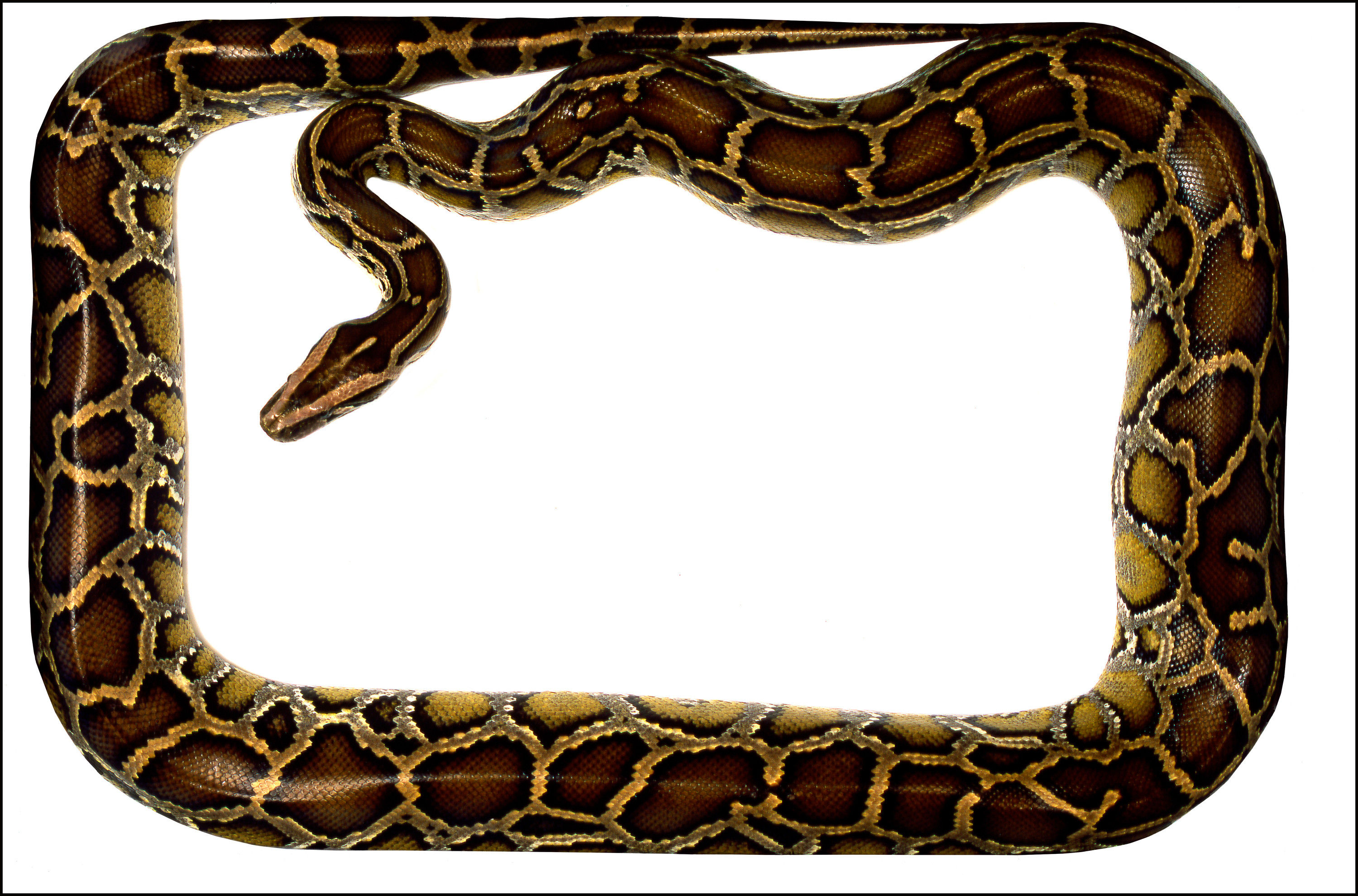 BT Snake Nr. 42-16665451