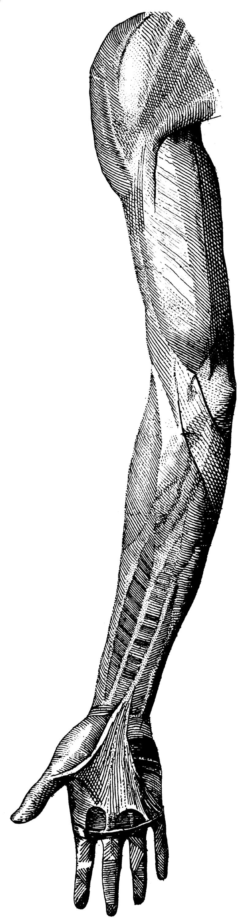 Human Body No. 13